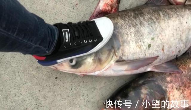 洪湖河道鲢鳙成灾,黑压压一片都是鱼邓刚来了也犯怵