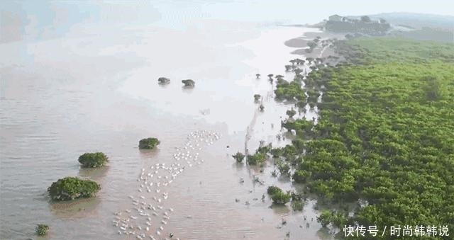 央视报道过一戳就流油的海鸭蛋,这流出来的“油”能吃吗
