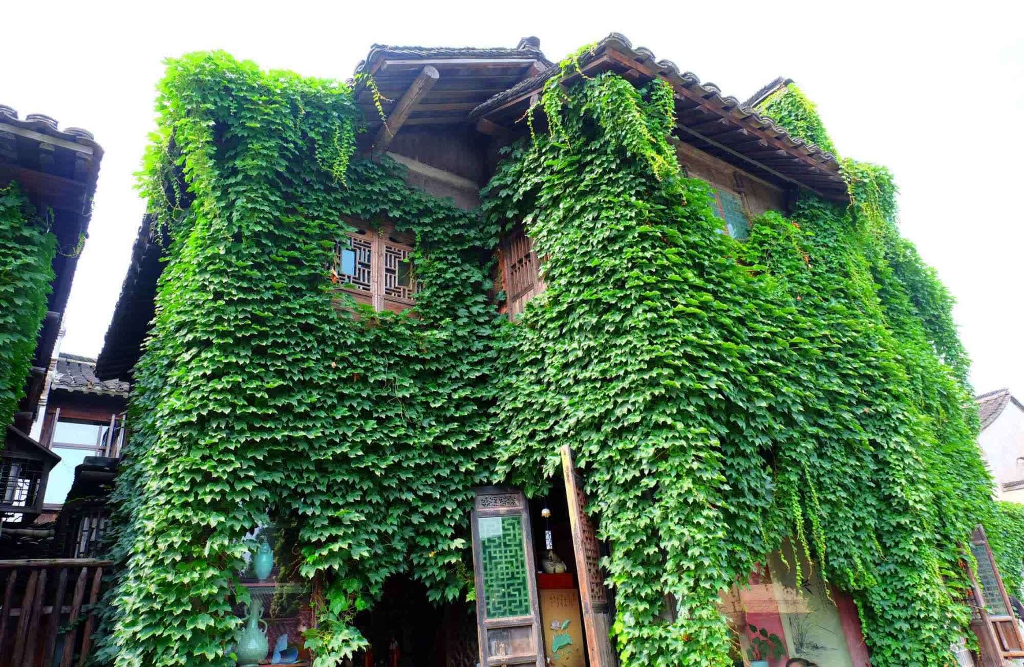 有的植物爬上墙,墙上全是裂缝,要及时清理,危害墙体