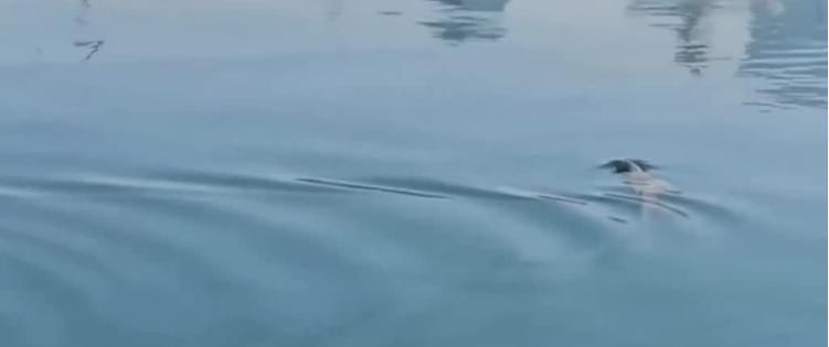 稀奇！青岛奥帆中心有江豚出现？