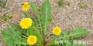 血糖|糖尿病的“福音”被找到了,坚持每天吃一点,血糖自然降下来