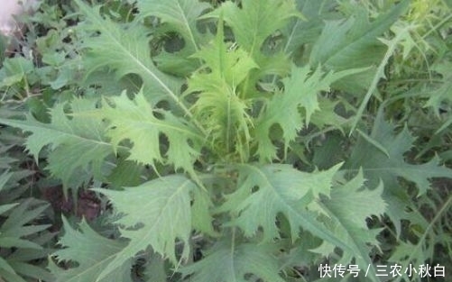 房屋|若是在房屋后见到此野草,采摘回家备用,价值珍贵,一斤18元