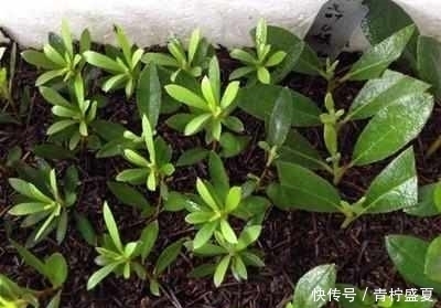 扦插方法|3种花很贵,买不起就不用买,扦插一根枝条,就能开花大半年!