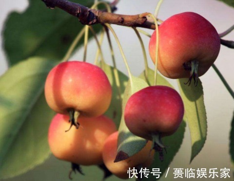 涩味|这些“怪香”食物,很多人都不喜欢,但是却含有丰富的营养