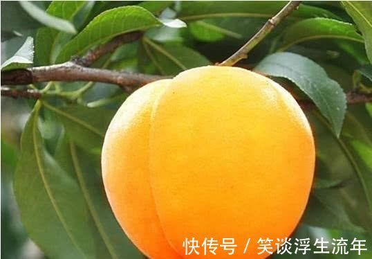 洋荷|想长寿要多吃四种食物，补充营养、改善体质，有益健康