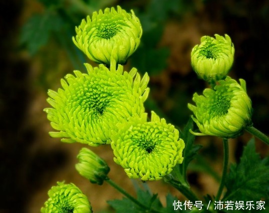 家里养 3种 菊花 花朵大 颜色艳 花一开 五颜六色 快资讯