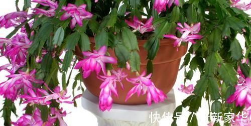 光照|专业养花人:练成这几招,杀手也能秒变“大神”