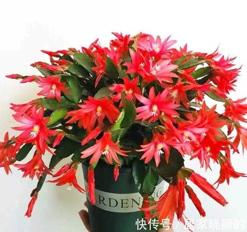 长寿花|学会一招，你家花什么时候开，由你说了算