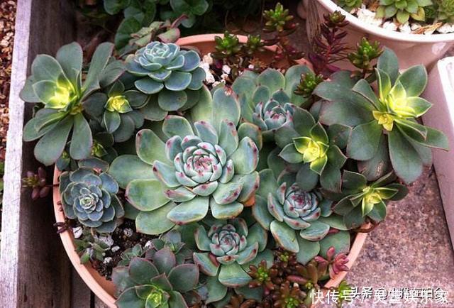 多肉长虫了怎么办3个小方法 虫子一个都不见 叶片又肥又美 粉紫色 多肉长虫了怎么办3个小方法 虫子一个都不见 叶片又肥又美 粉紫色