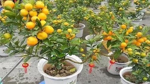 在花店刚买的桔子盆栽，回家怎么养？