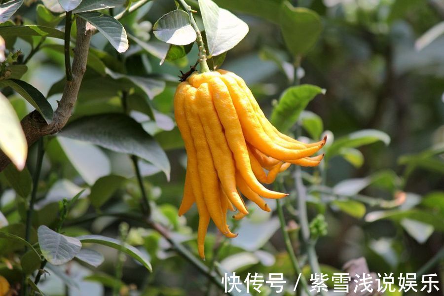 脾胃|一个妙方2味药,一个调肝一个调脾,让你吃得下,睡得着,心情好