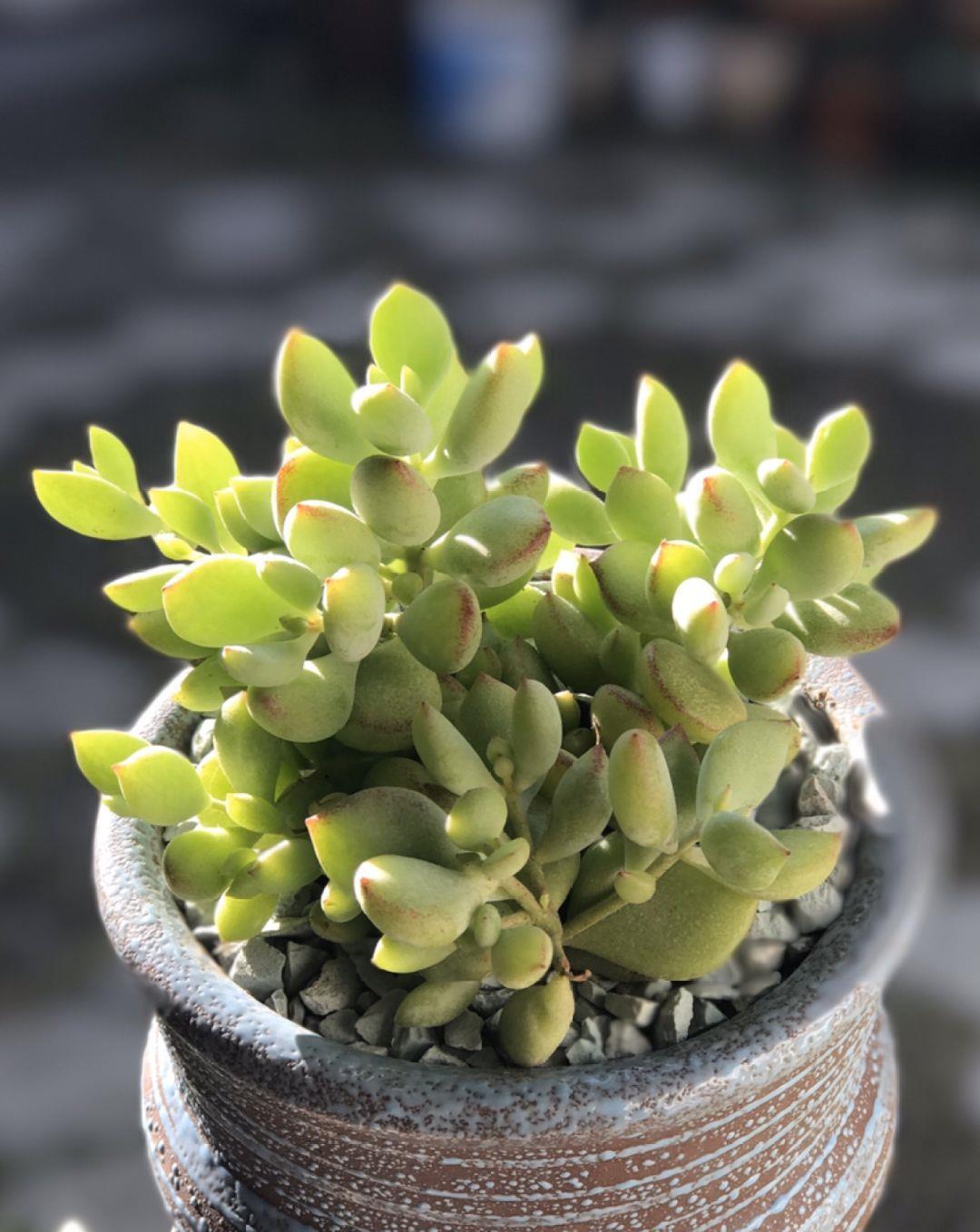 家里养盆它,挂窗边垂下2米绿窗帘,一开花更美!