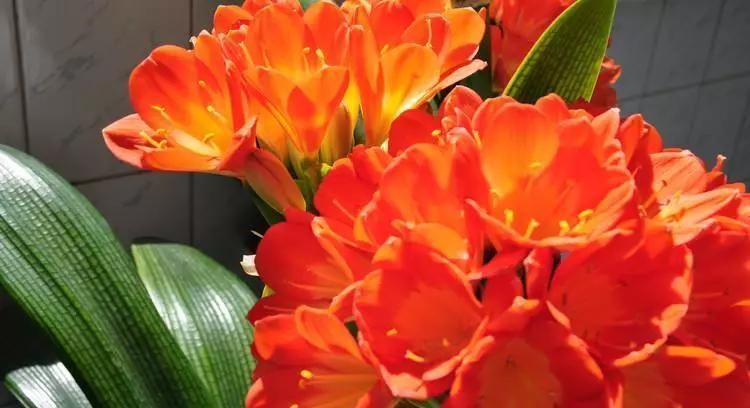 只要功夫深,君子兰照样扦插,养花牛人,用君子兰叶子扦插