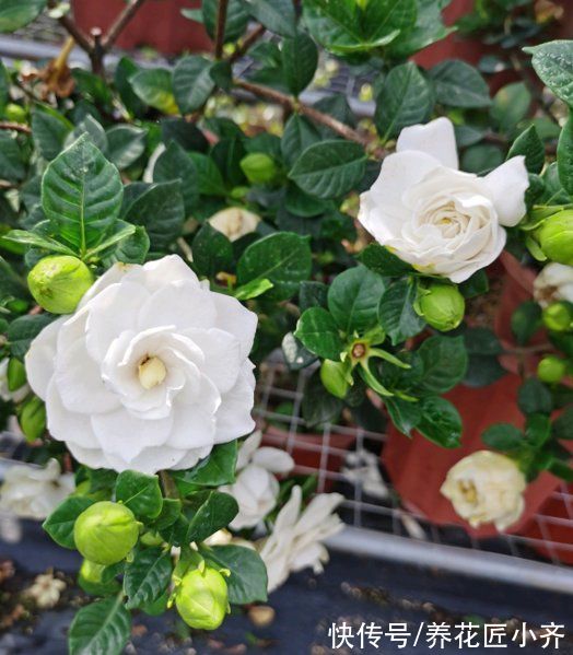 年后花市开门，赶紧去“捡漏”，这7种花，花低价就能买“好货”