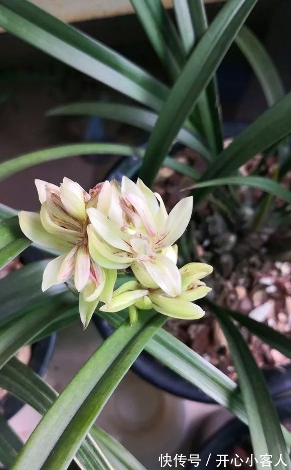 阳台就养这些花,花香味浓,久聚不散,香味飘满屋!