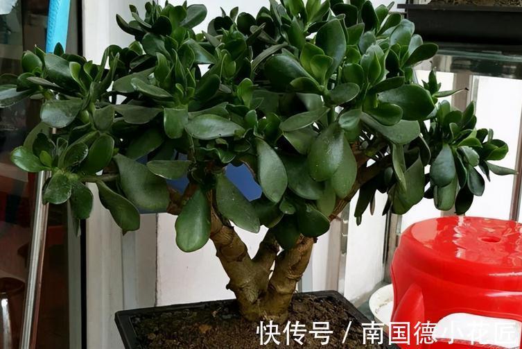 家庭养玉树:多注意4项事,长得枝叶繁茂,格外出彩