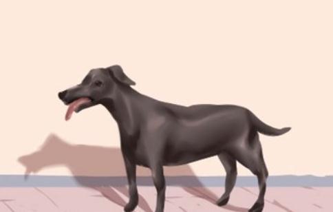 泥瓦匠$故事:丈夫出差三年妻子独居,回来见黑狗越来越胖,原因羞于启齿