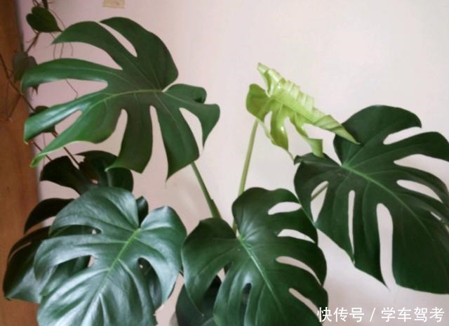 家中养什么花别错过“这5种”,四季赏花,四季常青,净化空气!