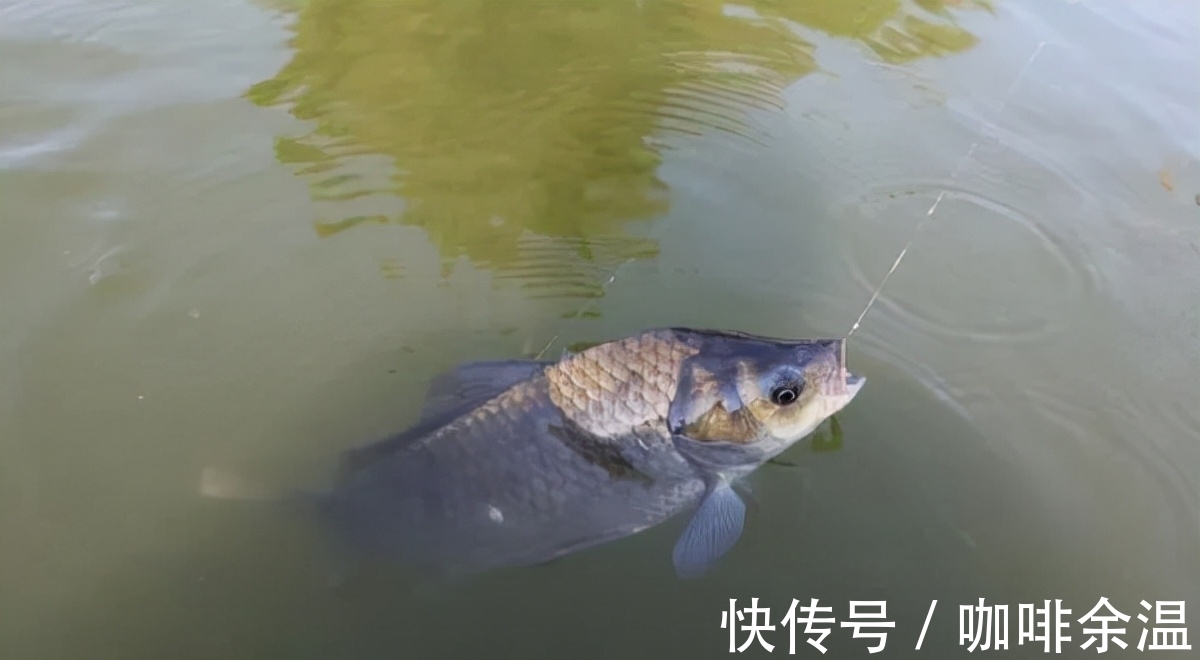 冬钓大鲫鱼的4个核心技巧,天气越冷咬钩的鲫鱼越大!