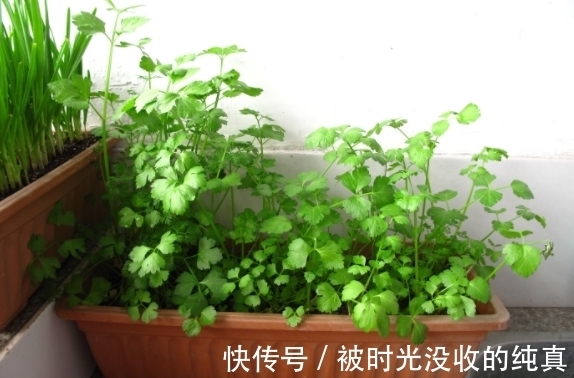 扦插育苗|养花小技巧:怎么自制黄豆肥?防范病虫害?扦插育苗?