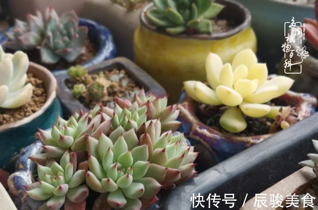 蓝苹果|经历一个夏天的摧残,方知皮实好养的多肉才是真爱!