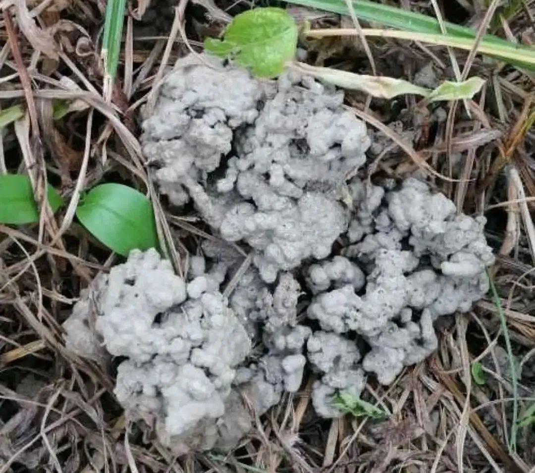 黄叶|给花浇水掺点白醋,植物根比萝卜还粗,健壮不黄叶