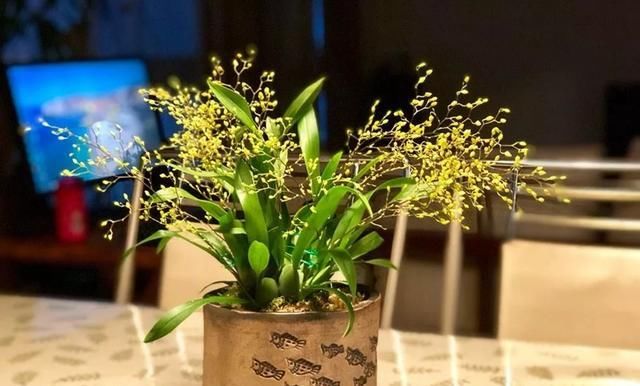 迷你文心兰每年买？这样养只要买一次，年年度能开花