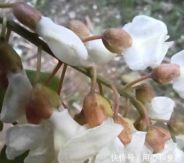 又是一年槐花开，只见槐花不见人！又是一年槐花开，只见槐花不见人！