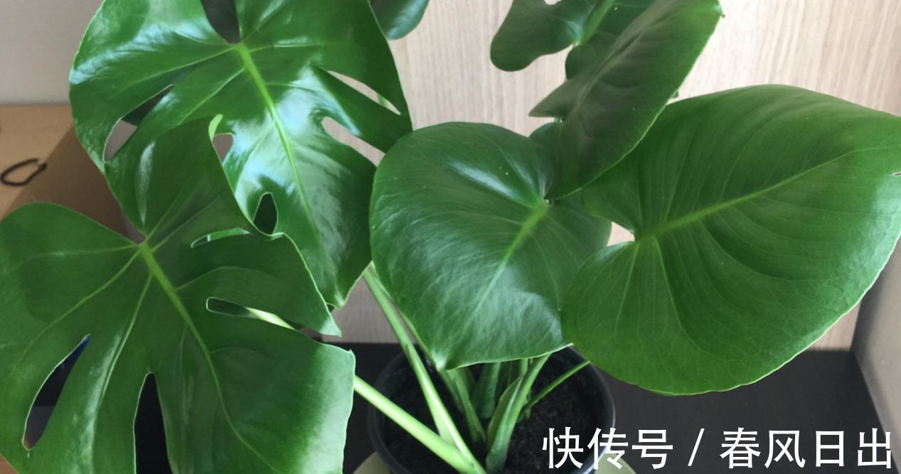 养花在乎寓意,在意颜值和打理难度,就盆栽这5种,全符合条件