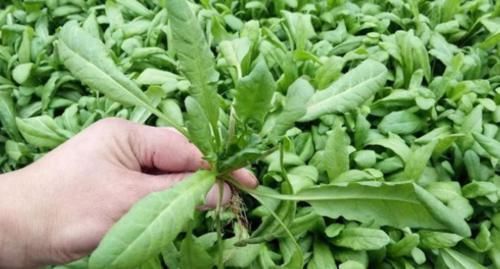 甲状腺|70岁教授研究甲状腺43年,提醒:不想结节转恶,3种食物别贪吃