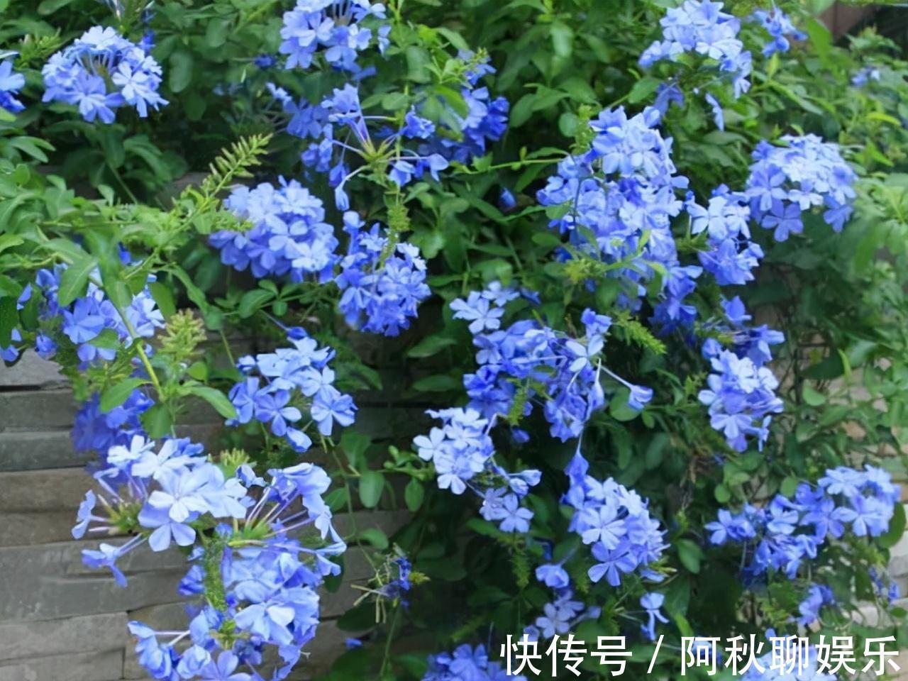 农历九月十八霜降后,养什么花?家里养3种花,无边春舍有福人家