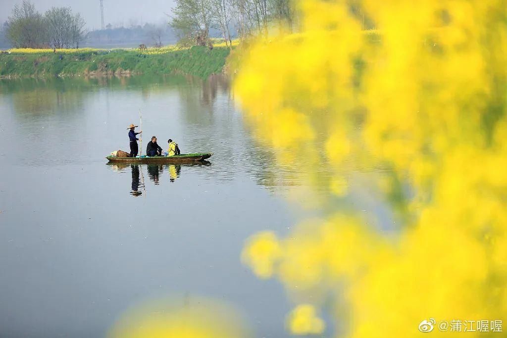 老年|成都油菜花“千岛湖”，在这里……