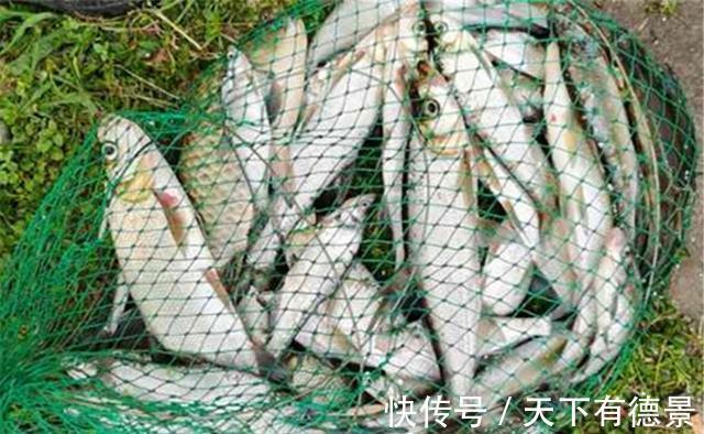 饵料|三伏天大鱼难钓，可以用这种方法钓小翘嘴，拿回家油炸，美滴很