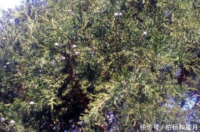 浅蓝色|冬天里浅蓝色的侧柏果实