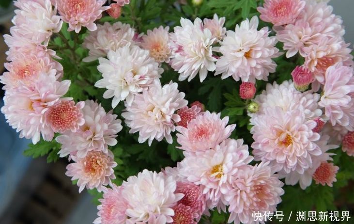 墨荷|喜欢菊花，首选“十大名菊”墨荷，似荷花入墨池，端庄稳重！