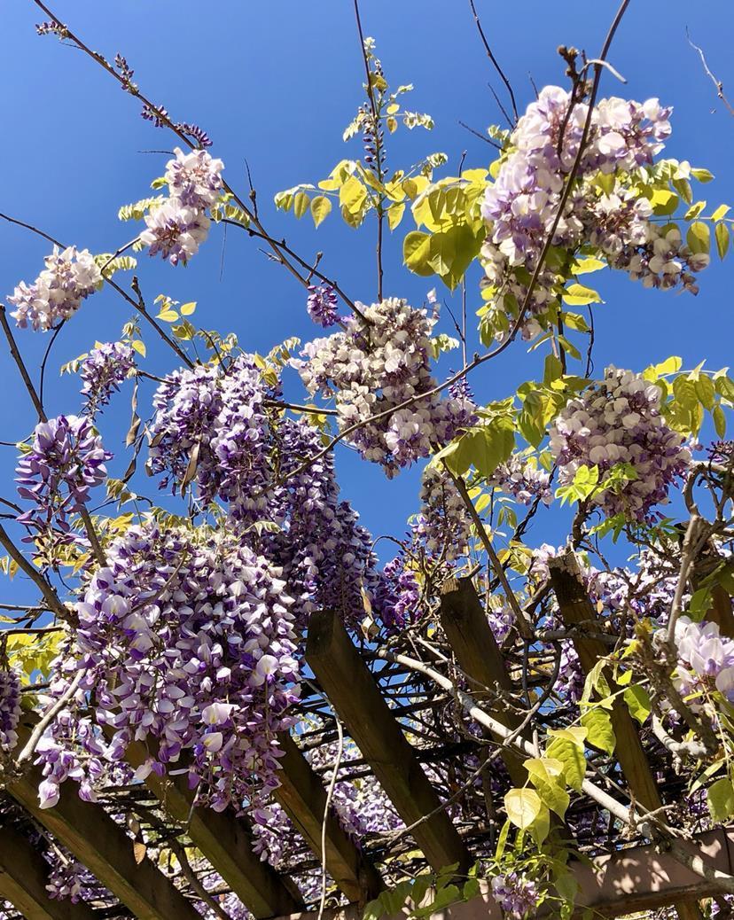 院子里种6种花,开春能开上千朵,院子变花园