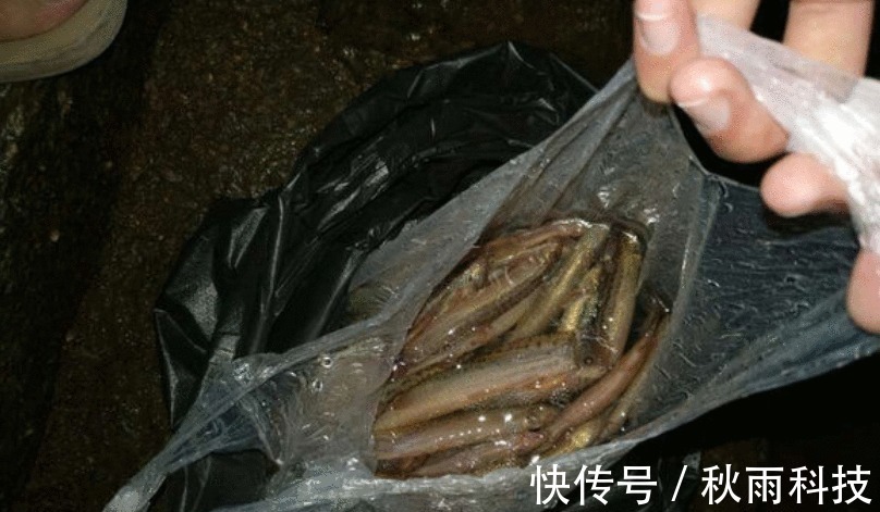 钓鱼|小伙用泥鳅钓翘嘴, 三年时间渔获破万斤, “缺德”钓法引众怒