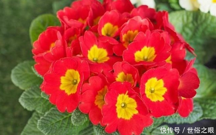 “4种花”好养又漂亮,开花一茬又一茬,花朵烂漫迷人,家中必备