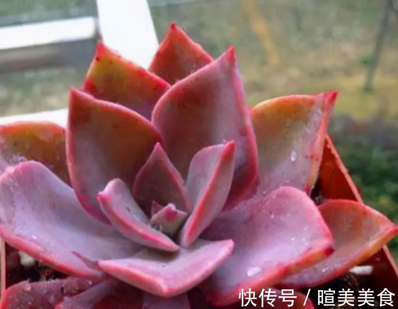 新芽|多肉初恋不长个,避开这“三怕”,猛蹿新芽,缀化成群生小老桩