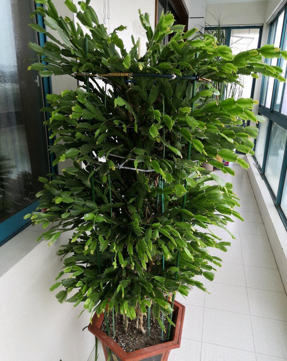 蟹爪兰“软趴趴”,叶子薄不开花?改3个“小毛病”,开成花大树