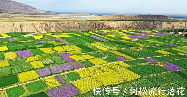 花海|「组图」祁连山下万亩花海五彩斑斓！