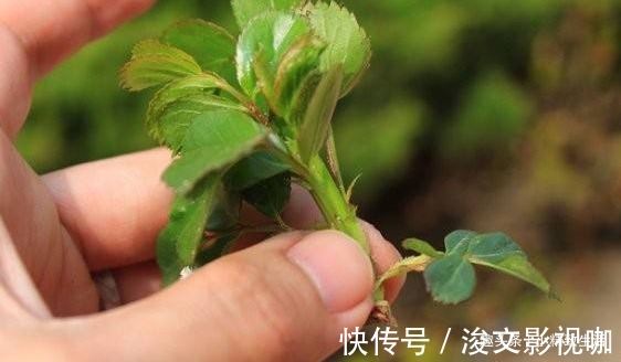 生根|月季扦插难,“撞墙2.0扦插法”,1月生根,就问你盆够不够