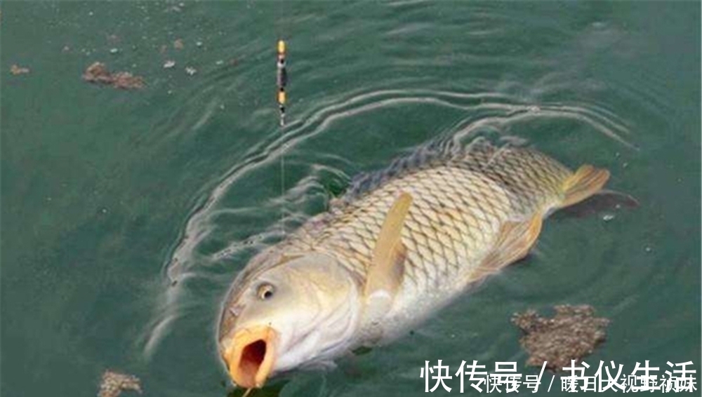 万能|调几钓几最灵?哪种调漂方法最“万能”?调漂之前要考虑的几件事