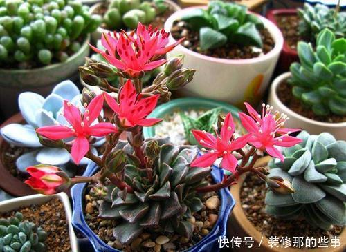  5种多肉植物，开花别剪掉，像中奖一样很少见，你家养过几种？