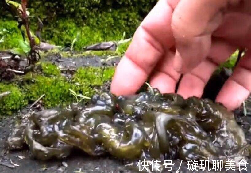 地皮菜|下雨天才有的一种野味，比“人参”还珍贵，市面花钱都未必能买