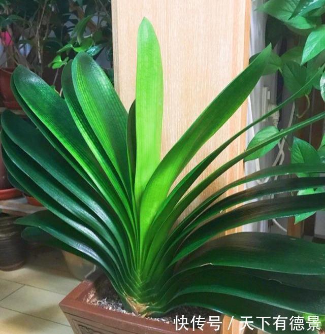 根系|夏天养君子兰,记住“2不要”,高温下好度夏,一连能养很多年