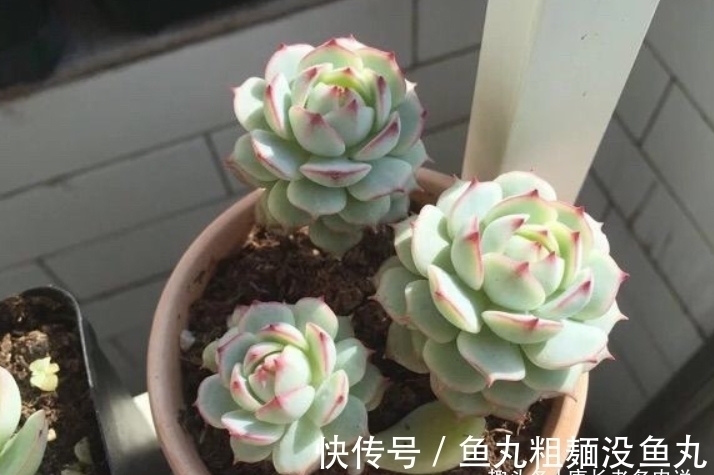 蔓莲|多肉甘草船长——底色如玉,叶形似花,如此漂亮的船长你不上船?