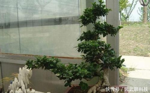 盆景|养榕树盆景,掌握“4点”技巧,颜值常年在线,花开培养成老桩