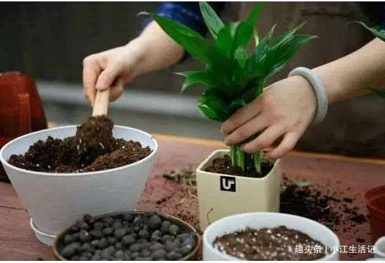 给花卉换盆时,底下垫点“小玩意”,不烂根,营养高,比施肥强!