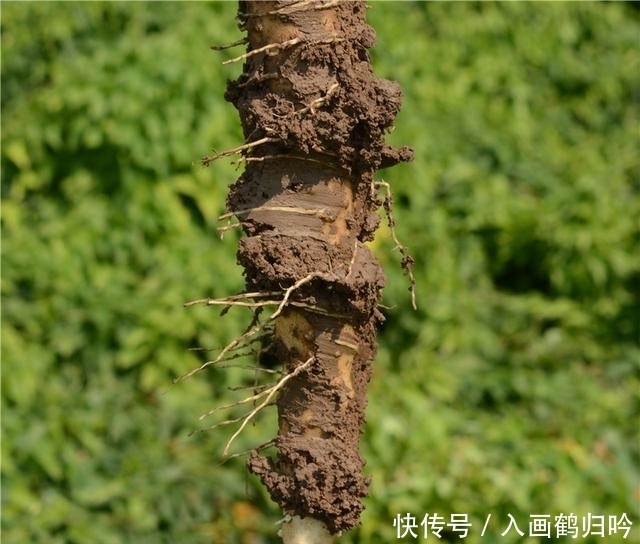 真假|市面上98%的垆土铁棍山药都是李鬼?教你一招识别真假垆土山药